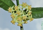 Hoya platycaulis