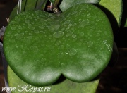 Hoya kerrii global leaf