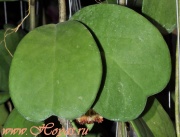 Hoya kerrii vienny leaf