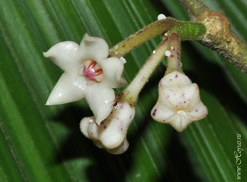 Hoya hamiltoniorum 