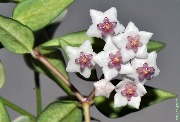 Hoya lanceolata ssp. bella variegated
