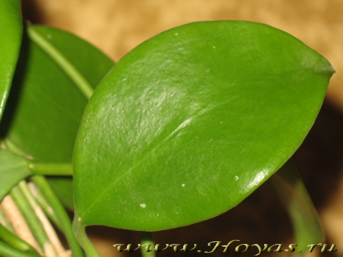 Hoya diptera