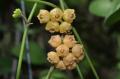   Hoya heuschkeliana ssp. cajanoae