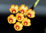 Hoya minutiflora