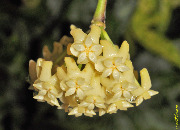 Hoya marginata
