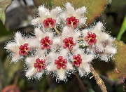 Hoya aff. caudata from Borneo