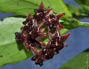 Hoya lobbii (dark red)