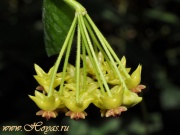 Hoya densifolia