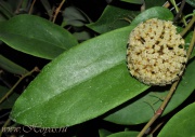 Hoya incrassata ssp. macgregorii 
