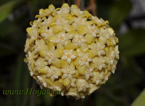 Hoya vitellinoides 