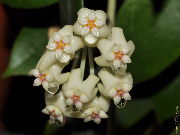 Hoya sp. (#223 AsiaticaNursery)