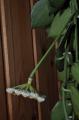 Hoya lacunosa 'Heart shape leaf' #434 Asiaticanursery