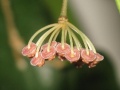 Hoya panchoi