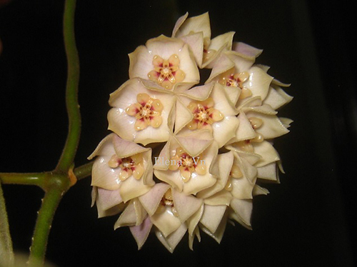 Hoya kapuasensis