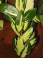 Hoya verticillata variegated #229 AsiaticaNursery
