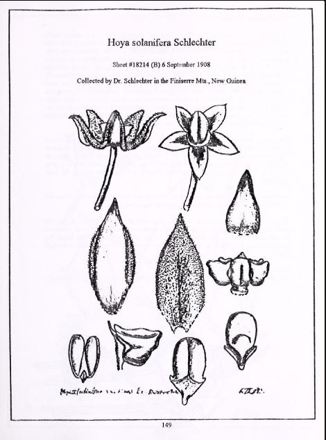Hoya solaniflora