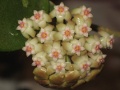 Hoya sp. from Thailand (#239 AsiaticaNursery)
