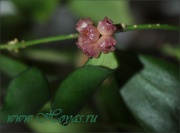 Hoya heuschkeliana ssp. heuschkeliana
