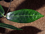 Hoya piestolepis