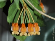 Hoya lasiantha clone A (Sarawak, Borneo)