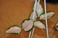 Hoya carnosa cv. Rubra