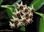 Hoya densifolia dark form