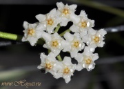 Hoya nummularioides (white corona)