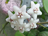 Hoya mengtzeensis