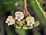 Hoya peninsularis 