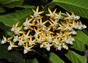 Hoya multiflora SV-406
