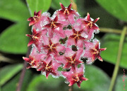 Hoya erythrostemma full red