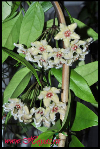 Hoya halconensis 
