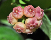 Hoya heuschkeliana ssp. heuschkeliana