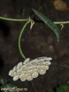 Hoya nabawanensis