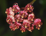 Hoya lucardenasiana