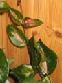 Hoya carnosa variegated