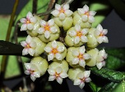Hoya crassipetiolata VN (splash form) 