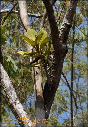 Hoya pachyclada 