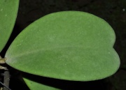 Hoya kerrii pubescent-hairy leaves EPC-559