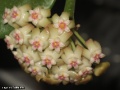 Hoya sp. from Thailand (#239 AsiaticaNursery)