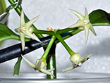 Hoya solokensis 