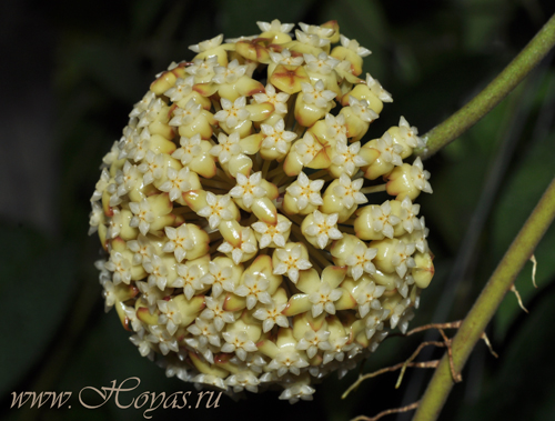 Hoya incrassata ssp. macgregorii
