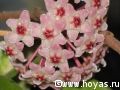 Hoya carnosa variegated