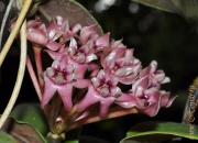Hoya darwinii pink