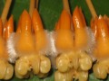 Hoya lasiantha