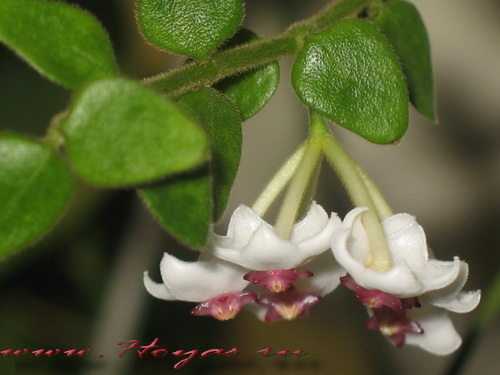 Hoya chinghungensis