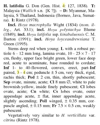 Hoya latifolia