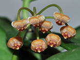 Hoya leytensis