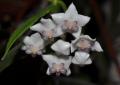 Hoya lanceolata ssp. bella var paxtonii