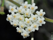 Hoya nummularioides (white corona)